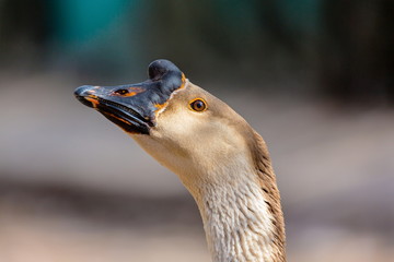 The Chinese goose is a breed of domesticated goose descended from the wild swan goose. Chinese geese are large size, and in having an often strongly developed basal knob on the upper side of the bill.