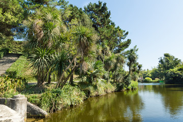 Palm trees over water in South Park