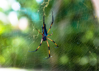 Palmspinne/Seidenspinne, Lag Digue Seychellen