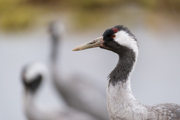 Common crane in a wetland at a stopover site