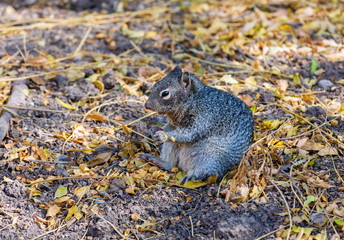 The Mexican gray squirrel is a tree squirrel in the genus Sciurus endemic to Guatemala and in eastern and southern Mexico, and is an introduced species in the Florida Keys, Cuba and Jamaica.