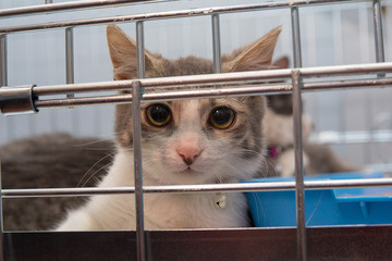 Young cat sitting in a cage. Pets