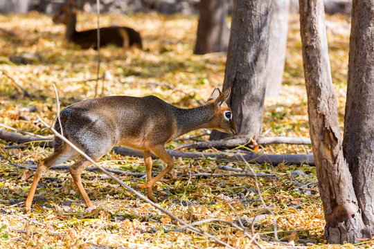 A dik-dik is a small antelope in the genus Madoqua that lives in the bushlands of eastern and southern Africa. Dik-diks stand about thirty to fortycentimetres at the shoulder.