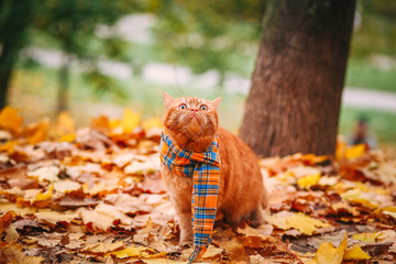 Beautiful Red british Cat with Yellow Eyes n a blue scarf Outdoor. Autumn cat in yellow leaves.