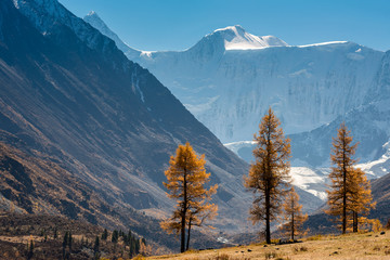Three larch in the autumn on a background of mountain Belukha