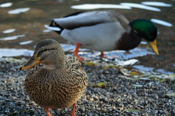 Meeting with duck near my house.