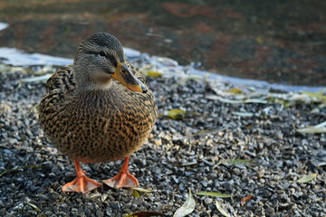Meeting with duck near my house.