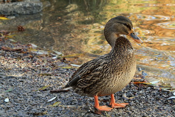 Meeting with duck near my house.