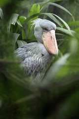 The shoebill (Balaeniceps rex) also known as whalehead or shoe-billed stork middle of greenery