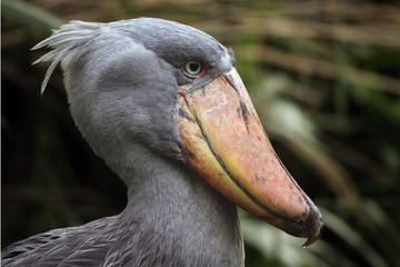 Fototapeta premium The shoebill (Balaeniceps rex) also known as whalehead or shoe-billed stork middle of greenery