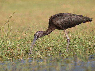 Morito alimentándose
