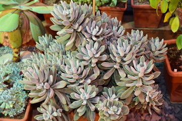 Кактусы в Аптекарском огороде 3