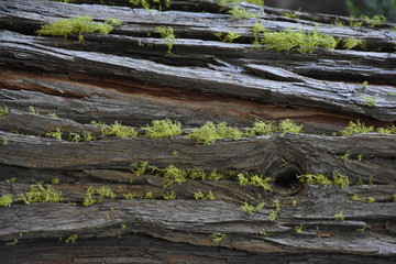 Sequoia with Knott