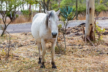 Fototapeta premium The mustang is a free-roaming horse of Mexico that descended from horses brought to the Americas by the Spanish. Mustangs are referred to as wild horses, they are properly defined as feral horses.