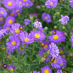 Obraz premium Fleurs violettes