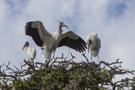 Fototapeta Wood Stork Family nesting