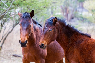 The mustang is a free-roaming horse of  Mexico that descended from horses brought to the Americas...