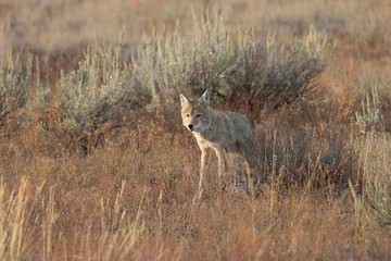 Obraz na płótnie Canvas Coyote walking in grass