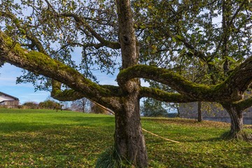 Apfelbaum mit Moos bewachsen