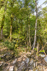 Old boxwood Colchis (lat. Buxus colchica) grows on the rocks. Relic.