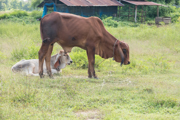 Naklejka na ściany i meble Cow lying in grass