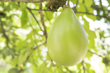 Calabash Tree (Crescentia cujete)