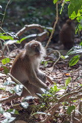 macaque - 126779814