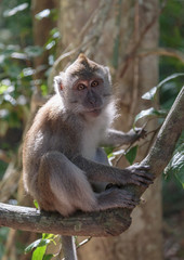 macaque - 126779835