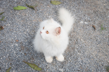 White cat staring at the sky.