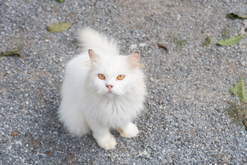 White cat staring at the sky.