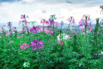 Obraz premium Flower after rain background mountains