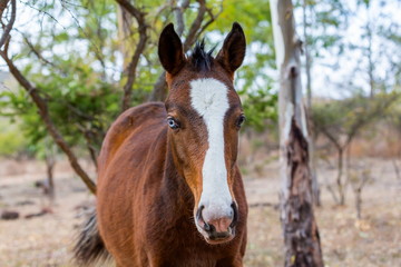 The mustang is a free-roaming horse of  Mexico that descended from horses brought to the Americas by the Spanish. Mustangs are referred to as wild horses, they are properly defined as feral horses.