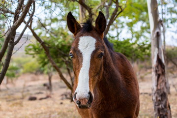 Obraz na płótnie Canvas The mustang is a free-roaming horse of Mexico that descended from horses brought to the Americas by the Spanish. Mustangs are referred to as wild horses, they are properly defined as feral horses.