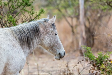 The mustang is a free-roaming horse of  Mexico that descended from horses brought to the Americas...