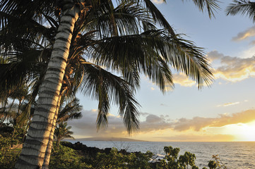 Sunset with palm trees on the island of Maui, Hawaii