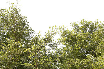 group of green leaf and sky,cloud and blue sky,green leaf from garden,green leaf make oxygen