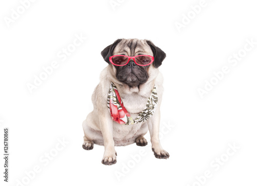pug swimsuit quot adorable pug puppy wearing top and pink sunglasses on white background pug swimsuit quot adorable pug puppy wearing top and pink sunglasses on white background