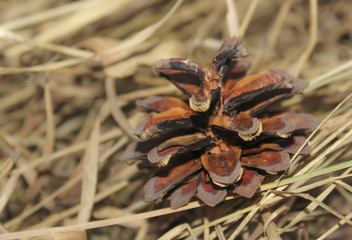 brown pine cone in the forest