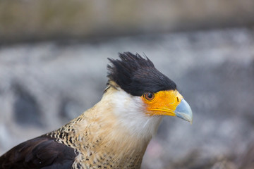 A tropical version of a vulture, the Crested Caracara reaches the United States only in Arizona, Texas, and Florida. It is a bird of open country, where it often is seen at carrion with vultures. 