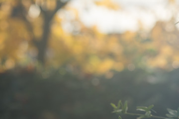 Abstract photo; blurred tree background in autumn park with beautiful bokeh