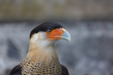 A tropical version of a vulture, the Crested Caracara reaches the United States only in Arizona, Texas, and Florida. It is a bird of open country, where it often is seen at carrion with vultures. 