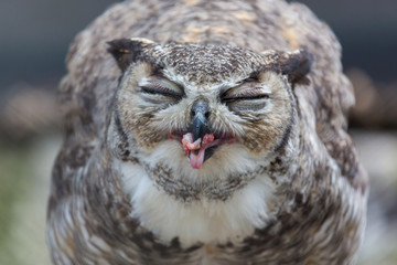 The great horned owl, also known as the tiger owl or the hoot owl, is a large owl native to the...