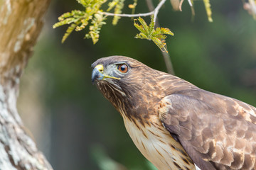 The red-tailed hawk is a bird of prey, one of three species colloquially known in the United States as the chickenhawk, though it rarely preys on standard sized chickens.