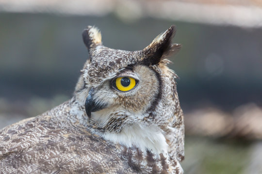 The great horned owl, also known as the tiger owl or the hoot owl, is a large owl native to the Americas. It is an extremely adaptable bird with a vast range and is a common  true owl in the Americas