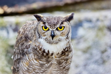 The great horned owl, also known as the tiger owl or the hoot owl, is a large owl native to the...