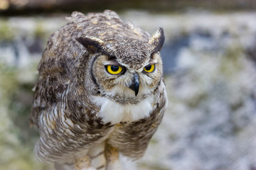 The great horned owl, also known as the tiger owl or the hoot owl, is a large owl native to the Americas. It is an extremely adaptable bird with a vast range and is a common  true owl in the Americas