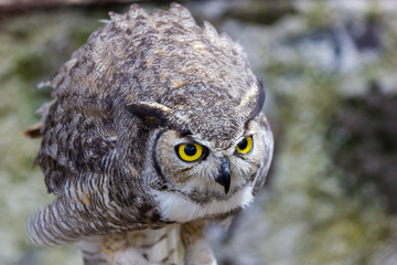 The great horned owl, also known as the tiger owl or the hoot owl, is a large owl native to the...
