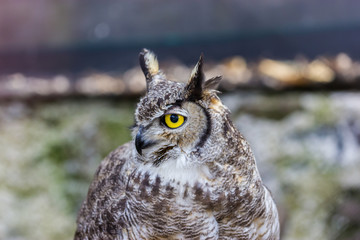 Obraz premium The great horned owl, also known as the tiger owl or the hoot owl, is a large owl native to the Americas. It is an extremely adaptable bird with a vast range and is a common true owl in the Americas