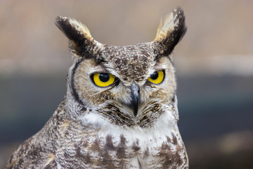 The great horned owl, also known as the tiger owl or the hoot owl, is a large owl native to the...