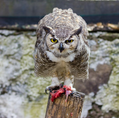 The great horned owl, also known as the tiger owl or the hoot owl, is a large owl native to the...